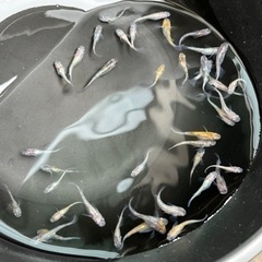 あけぼの三色ラメ　40匹　メダカ　めだかの画像