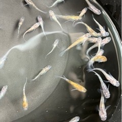 あけぼの三色ラメ　40匹　メダカ　めだかの画像