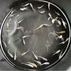 あけぼの三色ラメ　40匹　メダカ　めだかの画像