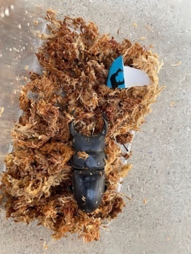 オオクワガタ　成虫2ペア