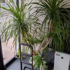 募集中　ドラセナ　大型観葉植物