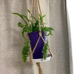 無料！お譲りします【観葉植物】セイヨウタマシダ　3号鉢