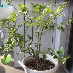 スダチ　鉢植え