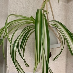無料！お譲りします【観葉植物】オリヅルラン　②   ４号鉢