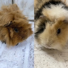 モルモット里親募集　テディ　アルパカ