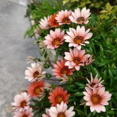 春 夏 秋 花 ガザニア・ゼフィランサス