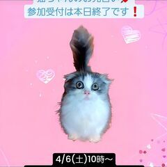  4/6(土)譲渡会♪11月生シュガーフォールド♂シルバータビー...