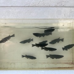 【2025.8.22更新】　メダカ　オロチ　10匹の画像