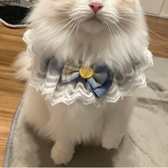 ペット用首輪　スタイ　ネックスカーフ　グリーンの画像