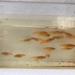 【新シーズン開始】楊貴妃ようきひメダカめだか10匹の画像