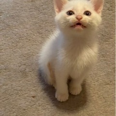 正式譲渡決定しました。感謝申し上げます。 - 猫