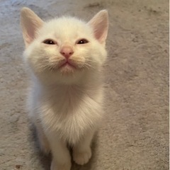 正式譲渡決定しました。感謝申し上げます。 − 鹿児島県