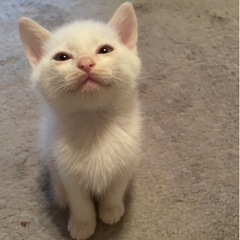 正式譲渡決定しました。感謝申し上げます。 - 鹿屋市