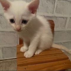 正式譲渡決定しました。感謝申し上げます。 - 里親募集