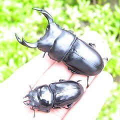希少熊本産オオクワガタ生体★天然WILD直仔の累代F1個体　 雄...