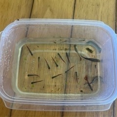 グッピー　メダカ　ネオンテトラ　水槽セットの画像