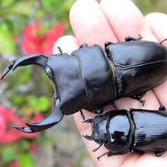希少熊本産オオクワガタ生体★天然WILD直仔の累代F1個体　 雄...