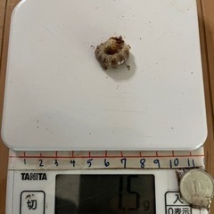 ババオウゴンオニクワガタ幼虫（2匹）