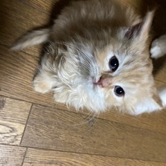 【追記ご確認ください。現在応募停止中】子猫さしあげます - 猫