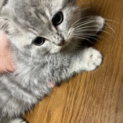 【追記ご確認ください。現在応募停止中】子猫さしあげます - 小平市
