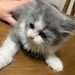 【追記ご確認ください。現在応募停止中】子猫さしあげます − 東京都