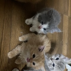 【追記ご確認ください。現在応募停止中】子猫さしあげます