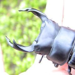 希少熊本産オオクワガタ生体★天然WILD直仔の累代F1個体　 雄73mm 雌44mmペア（熊本オオクワガタ）の画像