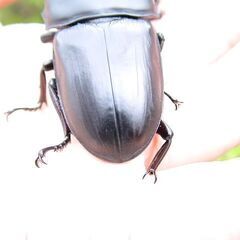 希少熊本産オオクワガタ生体★天然WILD直仔の累代F1個体　 雄73mm 雌44mmペア（熊本オオクワガタ）の画像