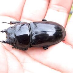 希少熊本産オオクワガタ生体★天然WILD直仔の累代F1個体　 雄73mm 雌44mmペア（熊本オオクワガタ）の画像
