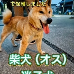 迷子犬の飼い主を探しています