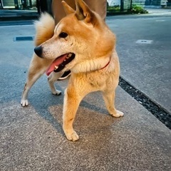 迷子犬の飼い主を探しています - 東近江市