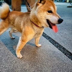 迷子犬の飼い主を探しています - 教えて