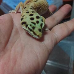 レオパ・２