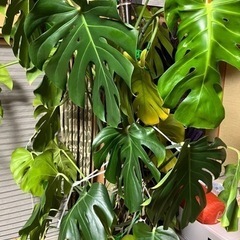 　モンステラ　の画像