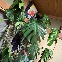 　モンステラ　の画像