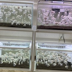 熱帯魚　エンゼルフィッシュ　プラチナエンゼルフィッシュ　5匹1000円の画像