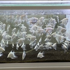 熱帯魚　エンゼルフィッシュ　プラチナエンゼルフィッシュ　5匹1000円の画像