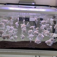 熱帯魚　エンゼルフィッシュ　プラチナエンゼルフィッシュ　5匹1000円の画像