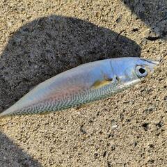 オカッパリの釣り仲間募集