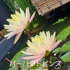  温帯睡蓮、ビオトープに。メダカ。