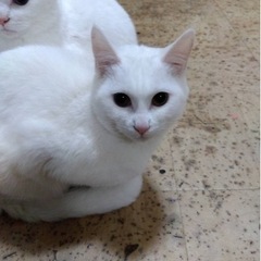 里親募集(交渉中