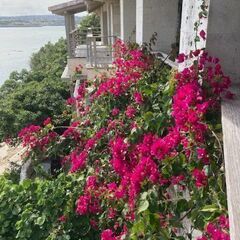 剪定、植木、天然芝張り、草刈り、木の剪定/伐採、リフォーム/解体、片付けなど(個人・法人施設など）また、それら以外の仕事もできますので是非お気軽にご相談ください(＾＾) - 剪定/造園