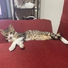 1才オス　くつ下猫