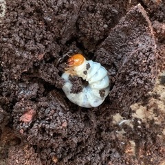 ラティコリスマルバネクワガタ　幼虫　
