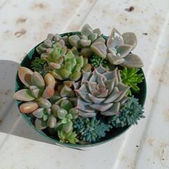 ミニミニ多肉植物🌿の寄せ植え③