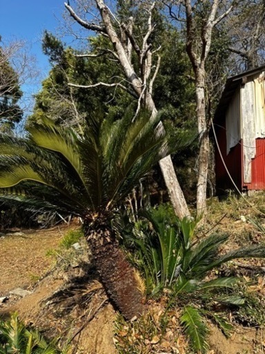 ソテツ　幹高:約90cm