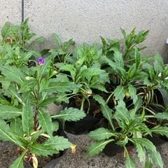 無料！ミヤコワスレ苗　日陰の庭におススメの画像