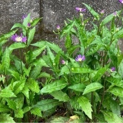 無料！ミヤコワスレ苗　日陰の庭におススメの画像