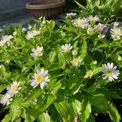 無料！ミヤコワスレ苗　日陰の庭におススメの画像