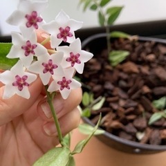 サクラランの画像